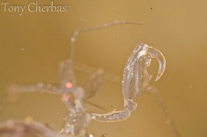 Hand and Scythe: A Skeleton Shrimp displays its weaponry by Tony Cherbas 